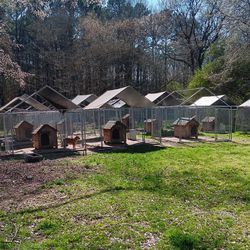 Dog Kennels And Dog House