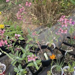 California Native Flower Plant!