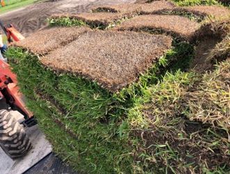 Sod | Palmetto