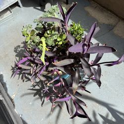 Elephant Plant And Various Succulents 