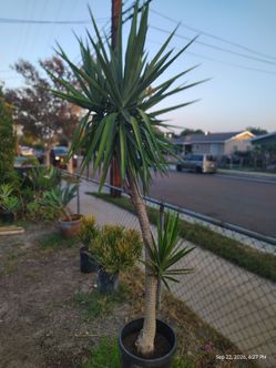 Yucca tree plant