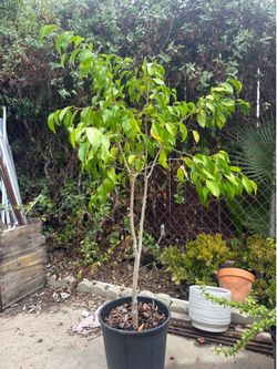 Ficus Benjamina plant. 4 ft. high
