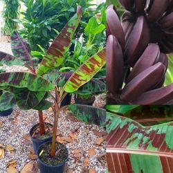 red sumatra banana plant in 3gal plantas  de banana Roja 3gal