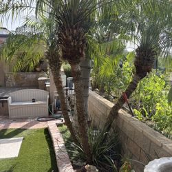 Pygmy Date Palm 25 Years Old 12 Ft Tall