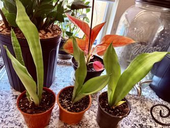 🌿Rare Moonshine Snake Plant🙏PLS READ DESCRIPTION🩷$5 EACH