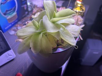 Carnivorous Plant