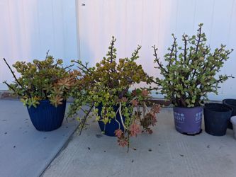 Free plants