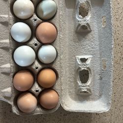Fresh Eggs For Sale