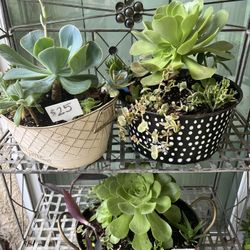 Beautiful Tin Succulent Planter 