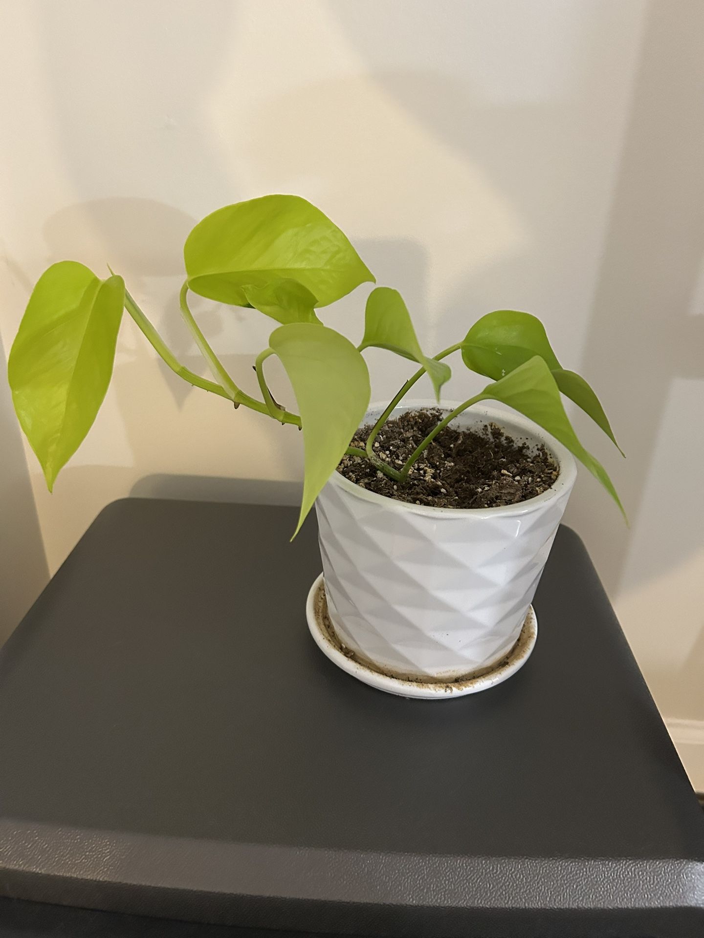Neon Pothos Indoor/House Plant