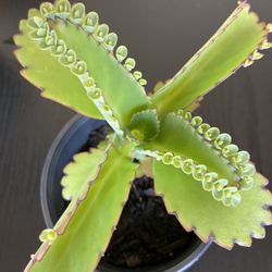 Kalanchoe pinnata - Mother Of Thousands 🪴Easy to care plant. 
