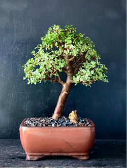 Bonsai Jade