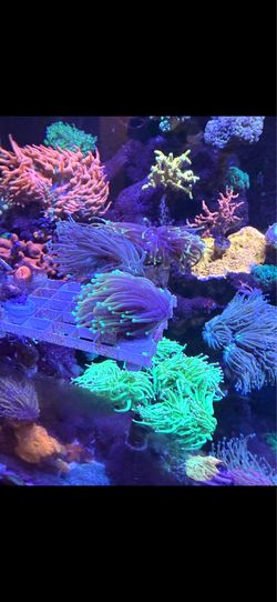 Fake coral