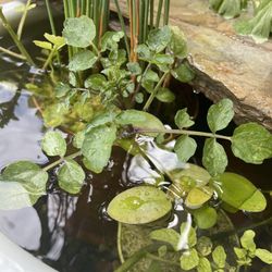 Pond Plants Various Types On The Cheap