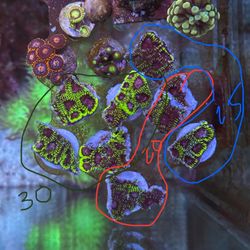 Raptor Favia fake coral decoration 