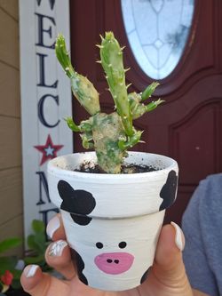 Cactus