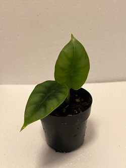 Alocasia