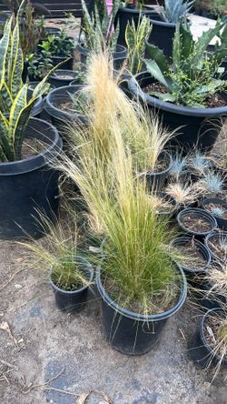 Mexican feather grass