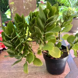 Florist Kalanchoe Plant 