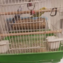Se Vende Jaula Para Pájaros 