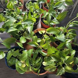 Beautiful Pothos Plants 