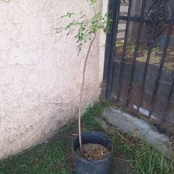 Moringa