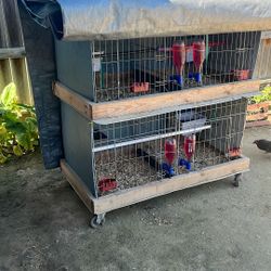 Jaulas Para Gallitos Kikirikis 