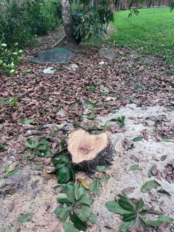 Tree cut