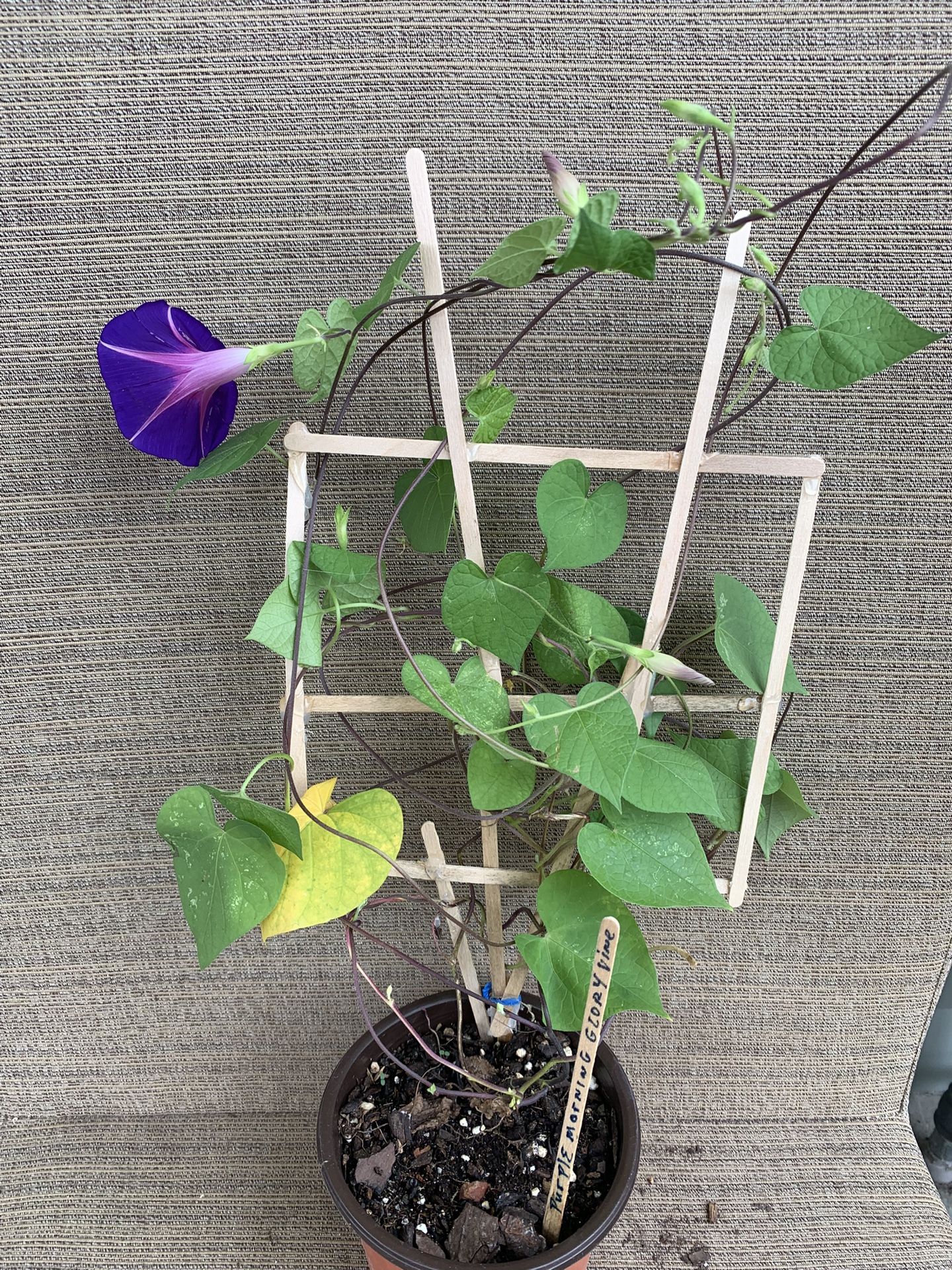 Large Pot Dark Purple Morning Glory Climbing Vine, Perennial Comes Back Each Year, Blooms Throughout The Season, Easy Maintenance , Full Sun To Shade