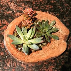 Live succulents in coconut shell, and other tropical arrangements
