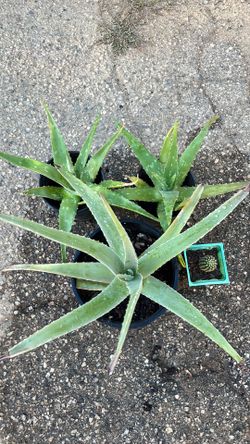 Aloe Vera Plants.