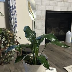 Peace Lily 