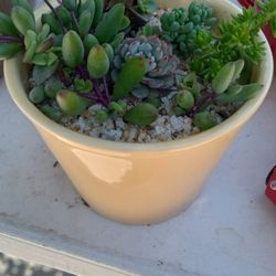 SUCCULENTS 4  MOTHER'S  DAY GIFTS.   $6