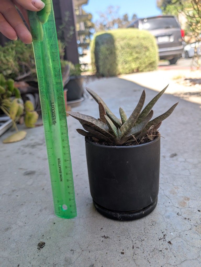 Green Dragon Gasteria with Ceramic Pot And Water Catcher
