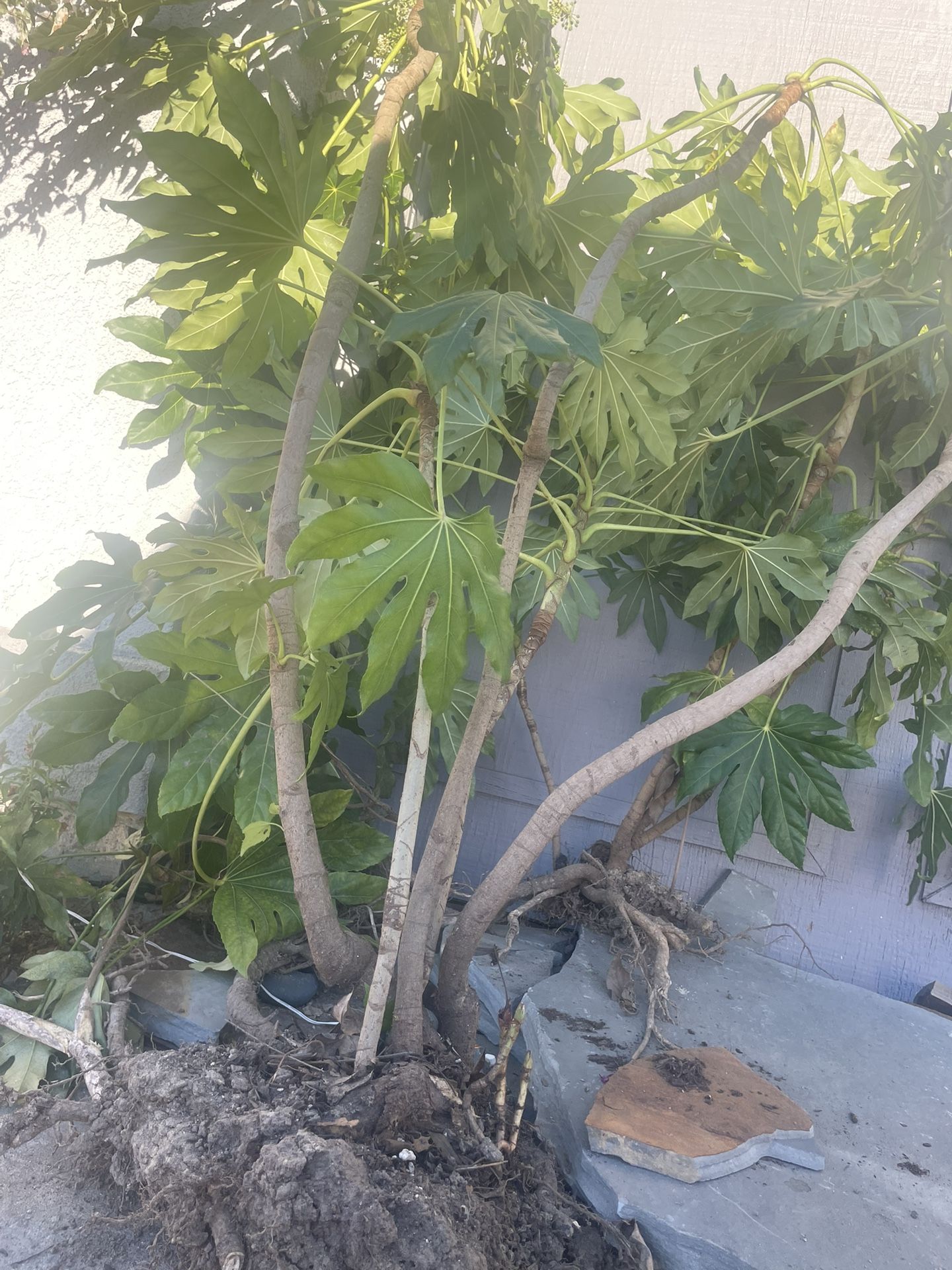 Paper Plant Fatsia Japonica