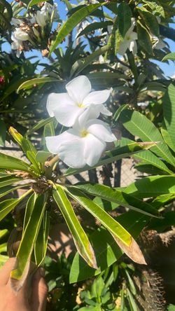 Madagascar palm plant