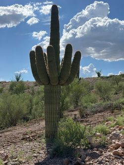 Saguaro for sale 🌵