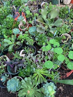 All types of large succulent plant onsale