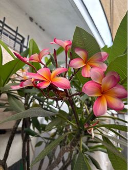 PLUMERIA