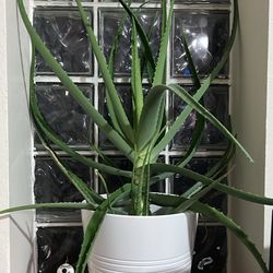 Live Aloe Vera Plant (pot included)
