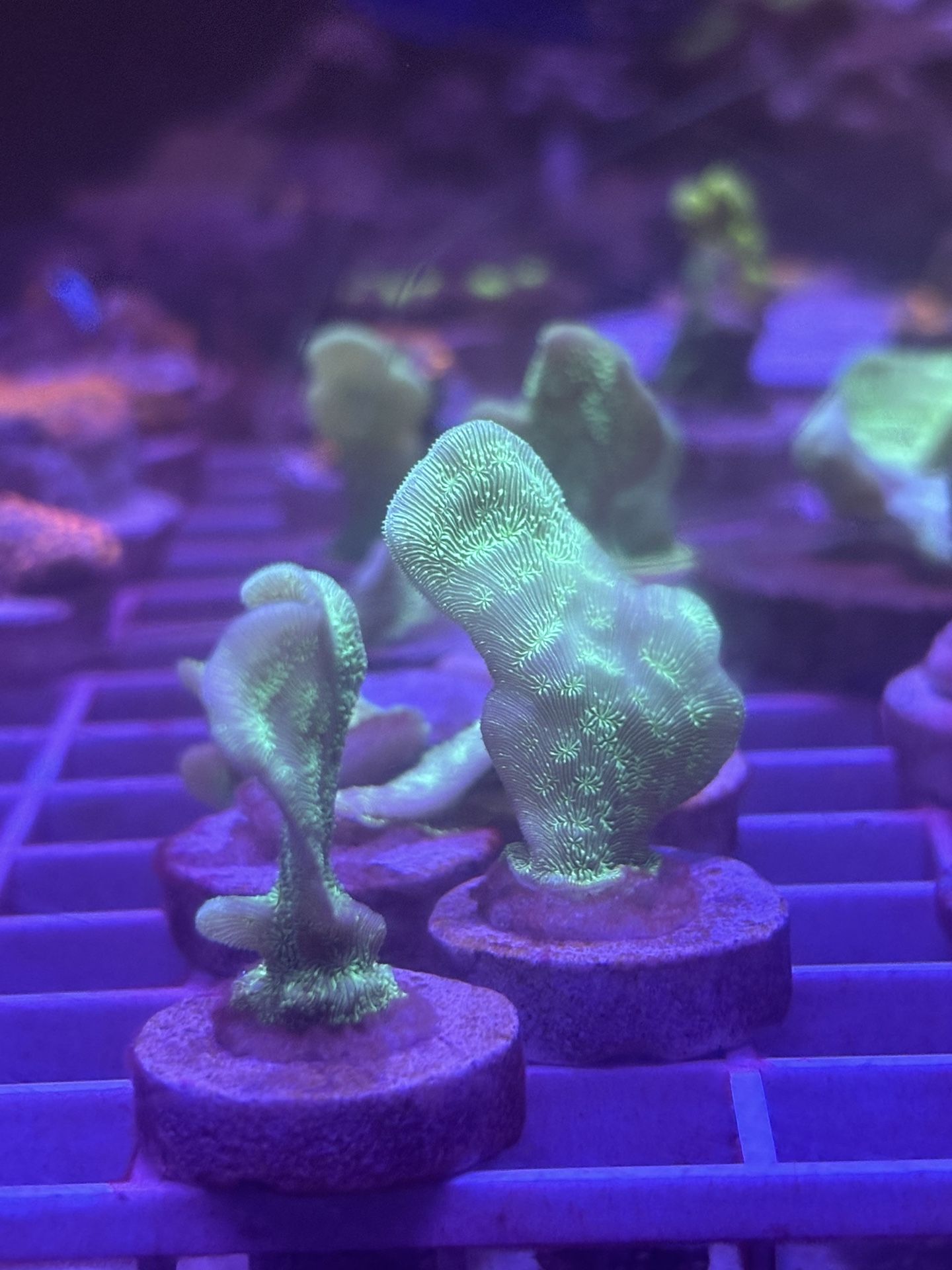 Pavona Fake Coral Frags $5