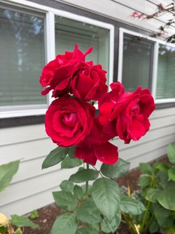 Roses variety in pot quality plants that bloom already