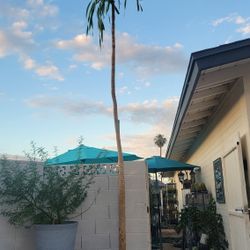 HUGE Dracaena Arborea - Indoor Plant 