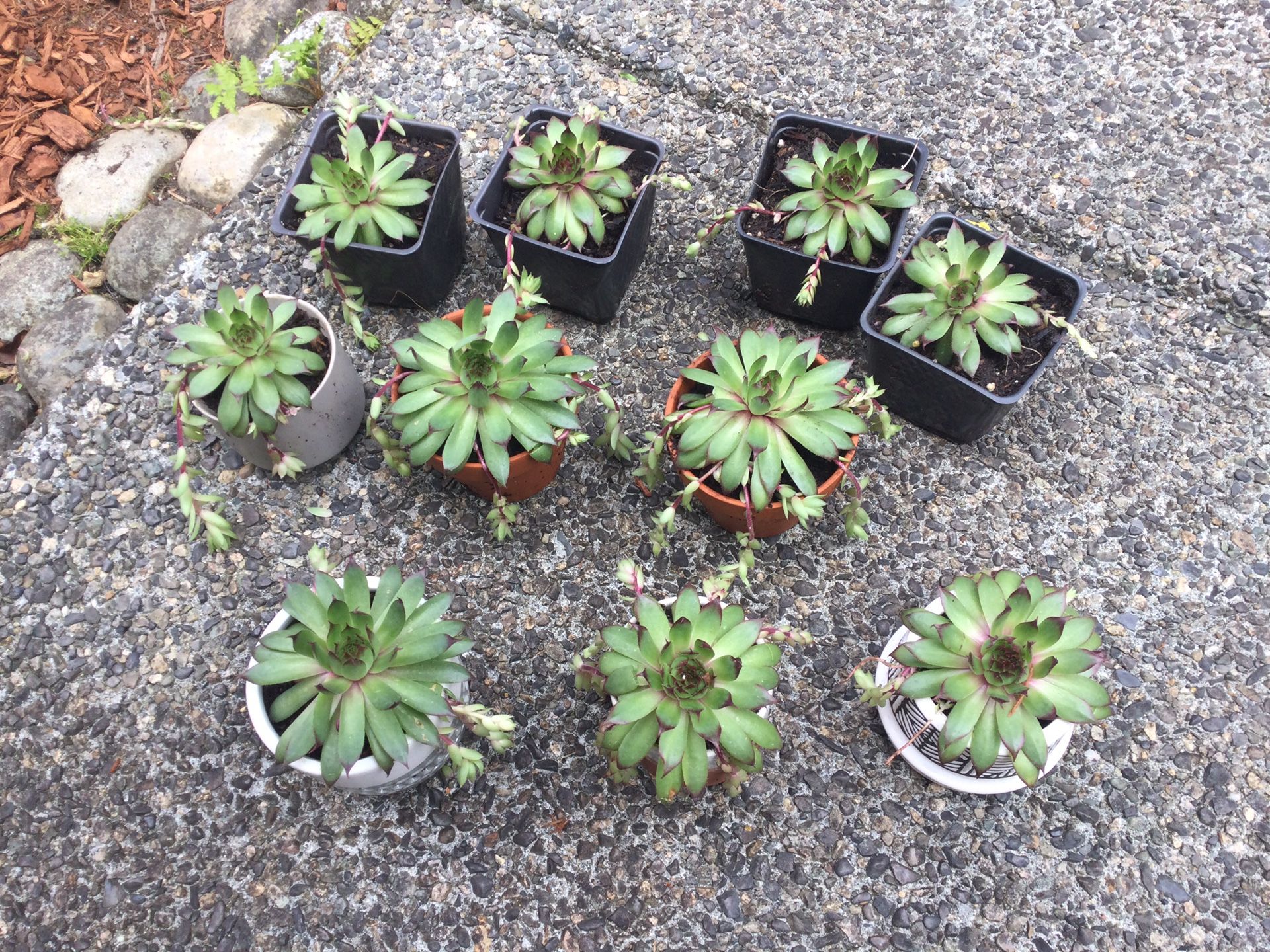 Succulents 10 For $10