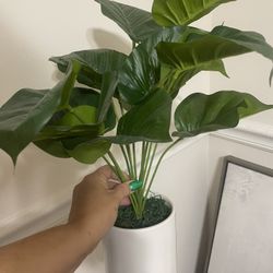 2 Plastic Plants In pots