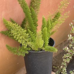 Fern