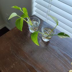 Pothos( In Water) Glass Included
