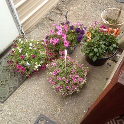 Flowers