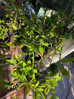 Calamansi, Calamondin Airlayer Plant Fruits Now