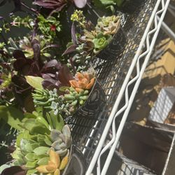 Small Cute Succulent 